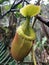 Nepenthes Villosa also known as monkey pitcher plant species at Mount Kinabalu, Sabah Borneo rainforest.