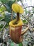 Nepenthes Villosa also known as monkey pitcher plant species at Mount Kinabalu, Sabah Borneo rainforest.