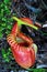 Nepenthes Villosa, a tropical pitcher plant