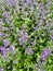 Nepeta cataria or catmint flowers in close-up.