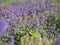 Nepeta cataria catnip, catswort, catmint