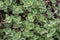 Nepeta cataria, mint or catnip