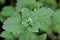 Nepeta - catnip / catmint green leaves