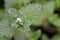 Nepeta - catnip / catmint green leaves