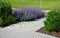 Nepeta faassenii blue sage plants along the sidewalk made interlocking concrete tiles paving crossing with asphalt street