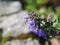 Nepeta faassenii catmint, Faassen`s catnip in full bloom