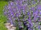 Nepeta faassenii catmint, Faassen`s catnip in full bloom