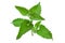 Nepeta herb leaf closeup