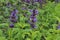 Nepeta manchuriensis. A close up of the blooming plant catmint in garden.