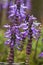 Nepeta tuberosa flower