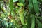 Nephentes carnivorous plant