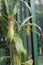 Nephentes ropical pitcher plant details photo,Nepenthes mirabilis, Asian species, Introduced species