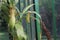 Nephentes ropical pitcher plant details photo,Nepenthes mirabilis, Asian species, Introduced species