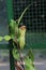 Nephentes ropical pitcher plant details photo,Nepenthes mirabilis, Asian species, Introduced species