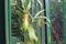 Nephentes tropical carnivore pitcher plantphoto,Nepenthes mirabilis, Asian species, Introduced species