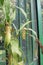 Nephentes tropical pitcher plant details photo,Nepenthes mirabilis, Asian species, Introduced species