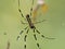 Nephila clavata Joro orb weaver spider on web 5