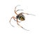 Nephila inaurata, red-legged golden orb-weaver spider,