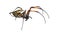 Nephila inaurata, red-legged golden orb-weaver spider,