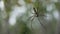 Nephila maculata, Giant Long-jawed Orb-weaver, Giant wood spider on web.