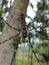 Nephila pilipes & x28;northern golden orb weaver or giant golden orb weaver& x29; the second largest of the orb-weaving spiders