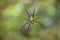 Nephila Spider