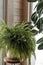 Nephrolepis exaltata ,Boston fern, Green Lady . Nice and modern space of home interior. Home garden.Green fern with