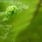 Nephrolepis exaltata The Sword Fern. Fresh green fern bush in detail,