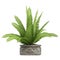 Nephrolepis fern houseplant