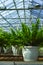 Nephrolepis Green Lady, houseplants cultivated as decorative or