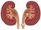 Nephrolithiasis kidney stones disease