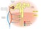 Nephron