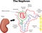 The Nephron