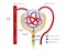 Nephron / formation of the urine / human organ and anatomy