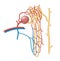 The nephron is the functional unit of the kidney.