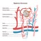 Nephron structure. Bowman's capsule, kidney filtering system with blood