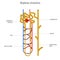 Nephron structure in kidney vector illustration