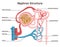 Nephron structure. Urine formation organ, functional unit of the kidney.