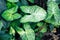 Nephthytis\' beautiful leaves (Syngonium podophyllum cv \'White Butterfly\') often grown as house plants