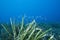 Neptune grass Posidonia oceanica