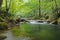 Nera River in green forest