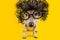 Nerd smart dog in curly black wig and glasses. study student exam. BAck to school pet. Yellow background