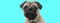 Nerdy cute Pug dog sitting, wearing eyeglasses