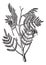 Nere or Parkia biglobosa, vintage engraving