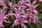 Nerine Bowdenii flowers in pink