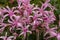 Nerine Bowdenii flowers in pink