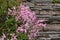 Nerine Bowdenii flowers in pink