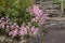 Nerine Bowdenii flowers in pink