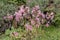 Nerine Bowdenii flowers in pink