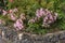 Nerine Bowdenii flowers in pink